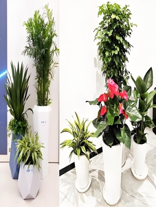 植物租摆服务哪家强？宁波海曙超在行！